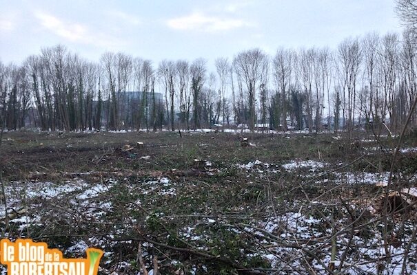 Ecole Européenne : massacre à la tronçonneuse