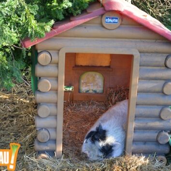Insolite : un cochon dans la petite maison