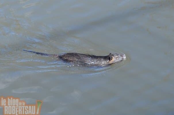 Les ragondins dans le Muhlwasser