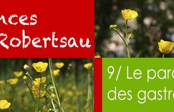 Vacances à la Robertsau : le paradis des gastronomes