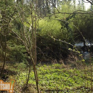 Lettre ouverte de Robert Grossmann sur l'état de la forêt du Rhin.