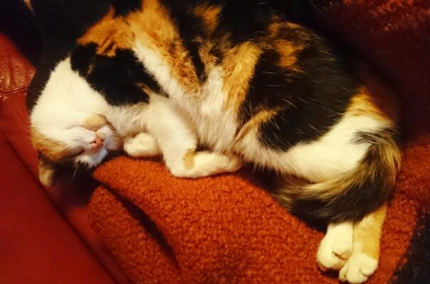 SOS Chat : Qui a vu Minette ?