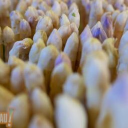 Asperges 2026 : la saison est lancée