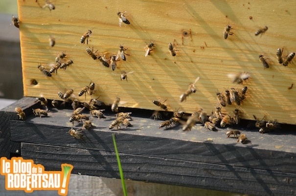 Les abeilles font leur festival à Bussierre