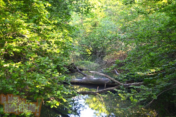 Classement de la forêt de la Robertsau : avis favorable du Conseil National de la Protection de la Nature