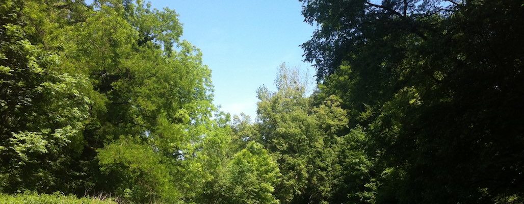 [Tribune] La forêt de la Robertsau, notre bien commun !