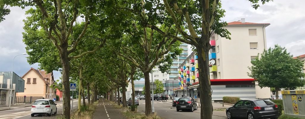Rénovation de la rue de l’Ill : les arbres ont-ils une chance d’être sauvés ?