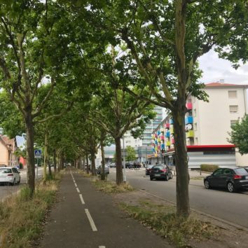 Rénovation de la rue de l'Ill : les arbres ont-ils une chance d'être sauvés ?