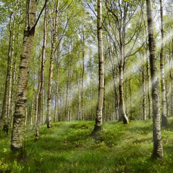 Détox de printemps : plus que 2 semaines pour s'offrir une cure de sève de bouleau !