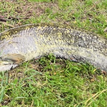 Pêche au gros à la Robertsau !
