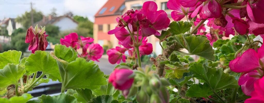 Une jardinière de lierre pour bien faire ?