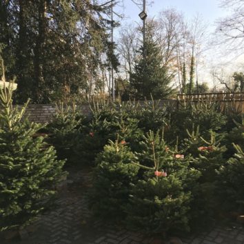 Ne jetez pas vos sapins, les Scouts de la Robertsau s'en chargent