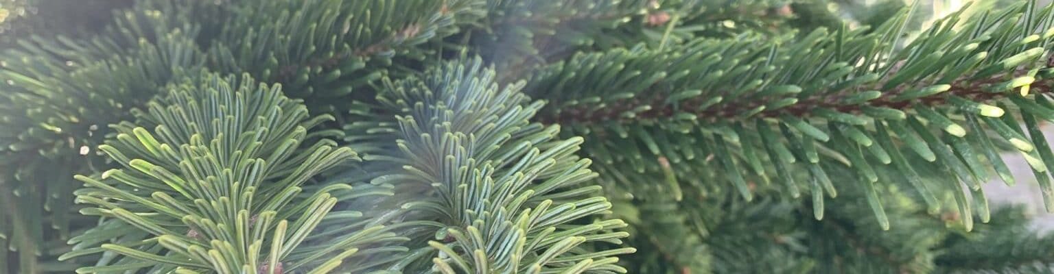 Cette année j’achète mon beau sapin à la Robertsau !