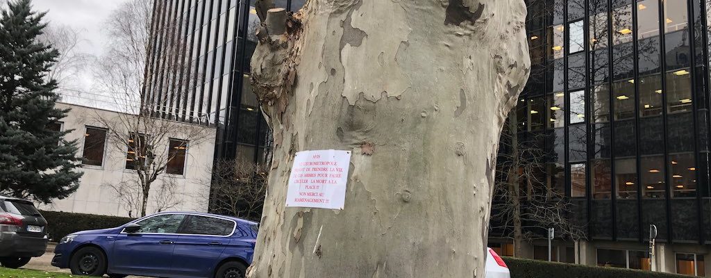 Les arbres de la rue Wenger Valentin sont-ils en danger ?