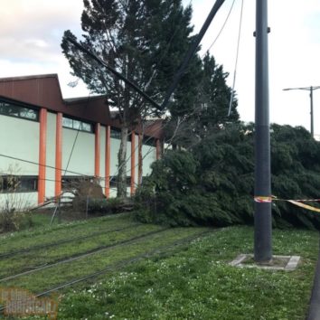 Tempête Ciara : les dégâts à la Robertsau