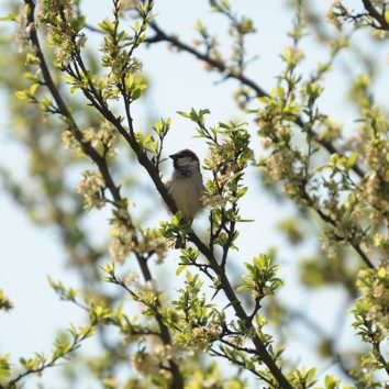 Le printemps des oiseaux !
