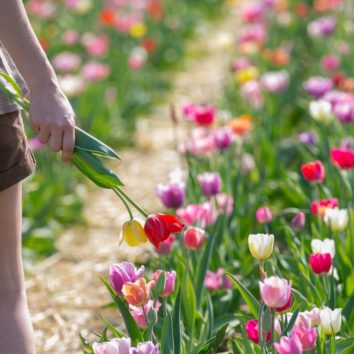 Des fleurs en libre service
