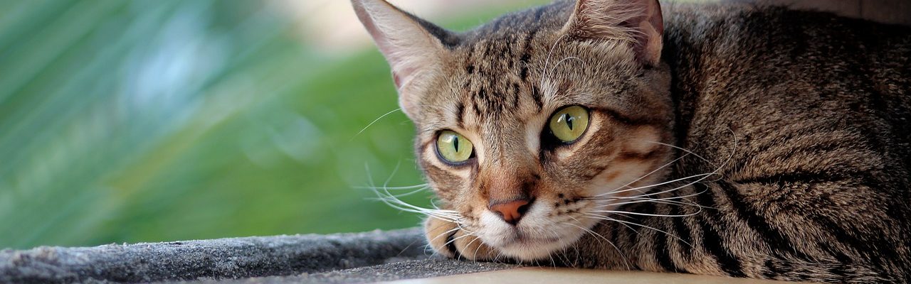 Une association robertsauvienne pour la défense des chats errants