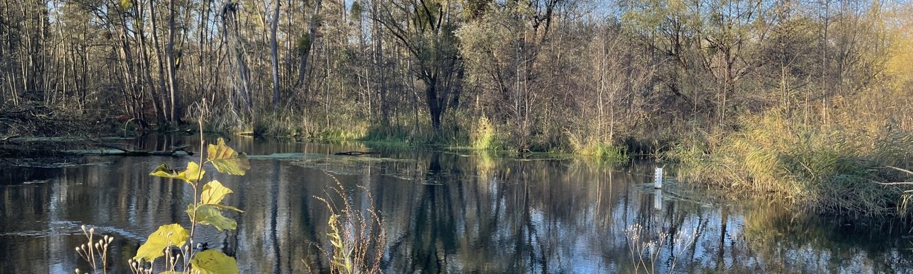 Des arceaux à vélo à l’étang du Karpfenloch dans la forêt de la Robertsau