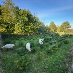 Les sapins des Vosges du Nord sont arrivés au Jardin de Marthe