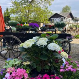 4ème édition du marché aux plantes et fleurs à la Robertsau