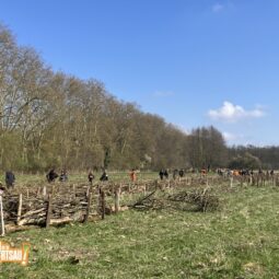 Chantier participatif : une zone refuge à la Robertsau
