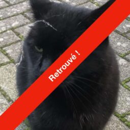 [SOS CHAT] Qui a vu Noiraud ?
