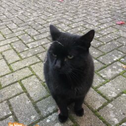 [SOS CHAT] Qui a vu Noiraud ?