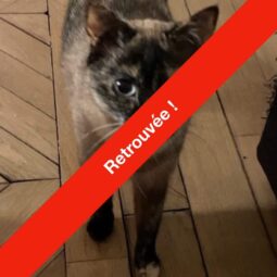 [SOS CHAT] Qui a vu Plume ?