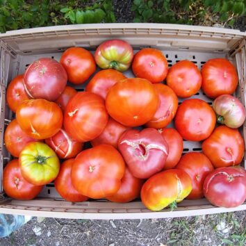 Ill des Terres Nouvelles : mangez bio et solidaire !