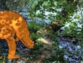 Balade artistico-pédagogique en réserve naturelle de la Robertsau