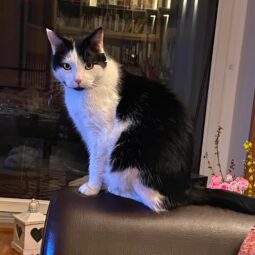 [SOS CHAT] Qui a vu Chamallow