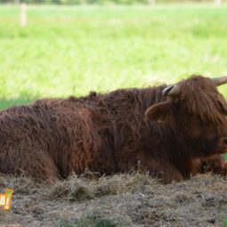 Les vaches sont de retour !