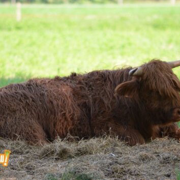 Les vaches sont de retour !