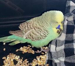 [SOS Animaux] A qui appartient cette perruche ?