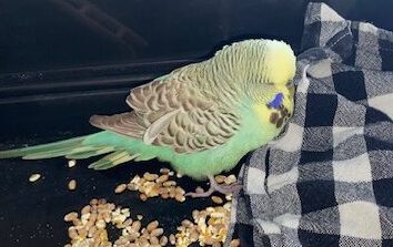 [SOS Animaux] A qui appartient cette perruche ?