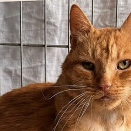 [SOS Chat] Charly cherche une famille d'adoption