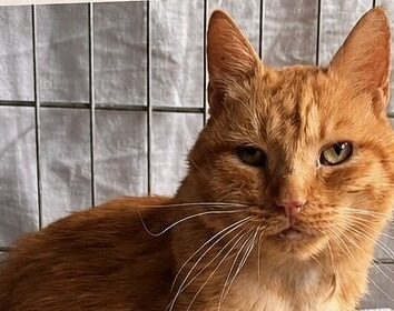 [SOS Chat] Charly cherche une famille d'adoption