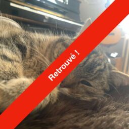 [SOS Chat] Qui a vu Simba ?